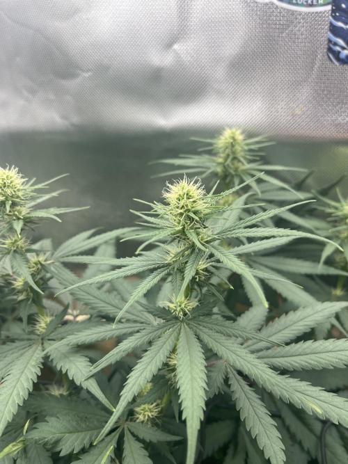 Eternity Cup Sticky Broccoli 🥦. Week 7