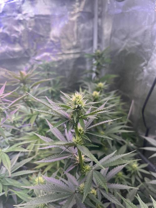 Purple Panty Dropper. Week 8