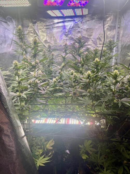 Humboldt PPD . Week 8