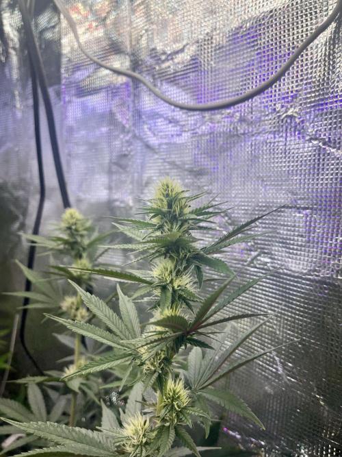 Humboldt PPD . Week 8