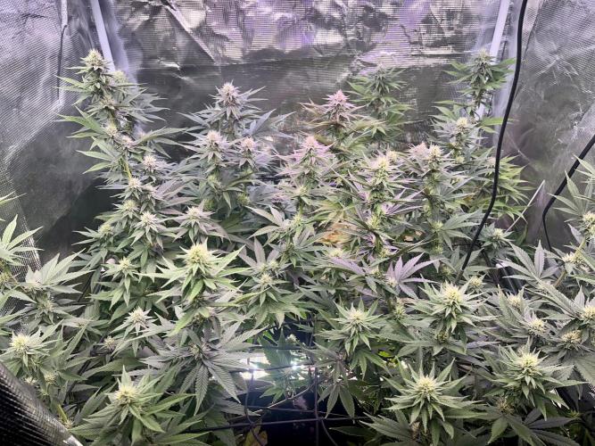 Humboldt PPD . Week 8