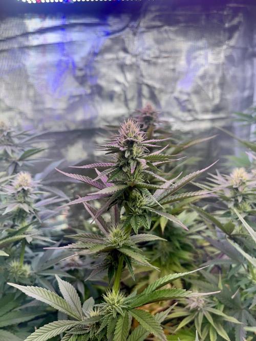 Humboldt PPD . Week 8