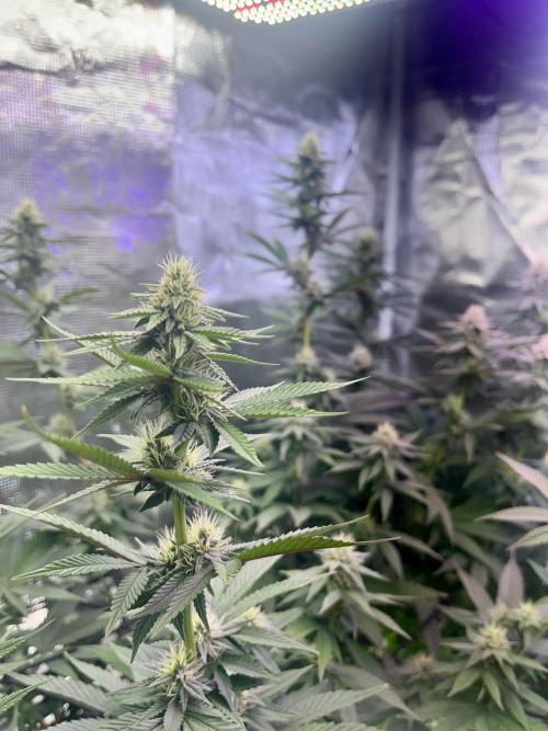 Humboldt PPD . Week 8