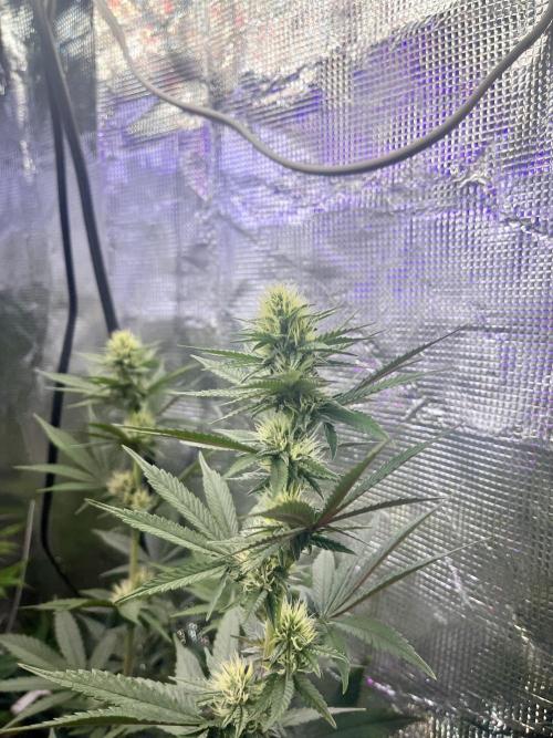 Purple Panty Dropper. Week 8