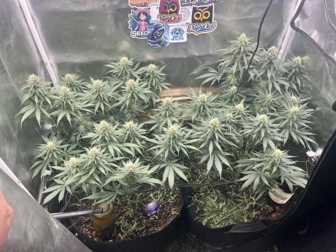 Eternity Cup Sticky Broccoli 🥦. Week 9