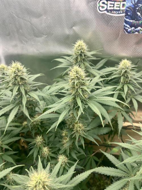 Eternity Cup Sticky Broccoli 🥦. Week 9