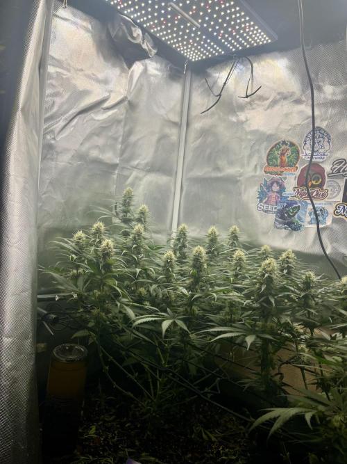 Eternity Cup Sticky Broccoli 🥦. Week 9