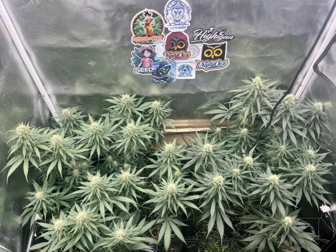 Eternity Cup Sticky Broccoli 🥦. Week 9