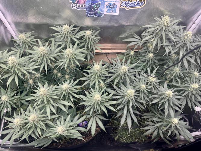 Eternity Cup Sticky Broccoli 🥦. Week 9