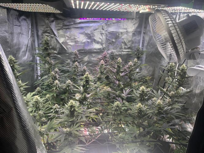 Humboldt PPD . Week 9