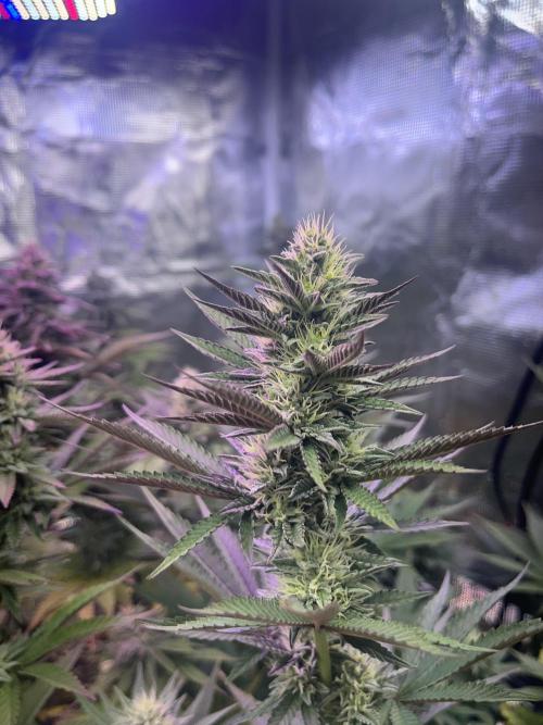 Humboldt PPD . Week 9