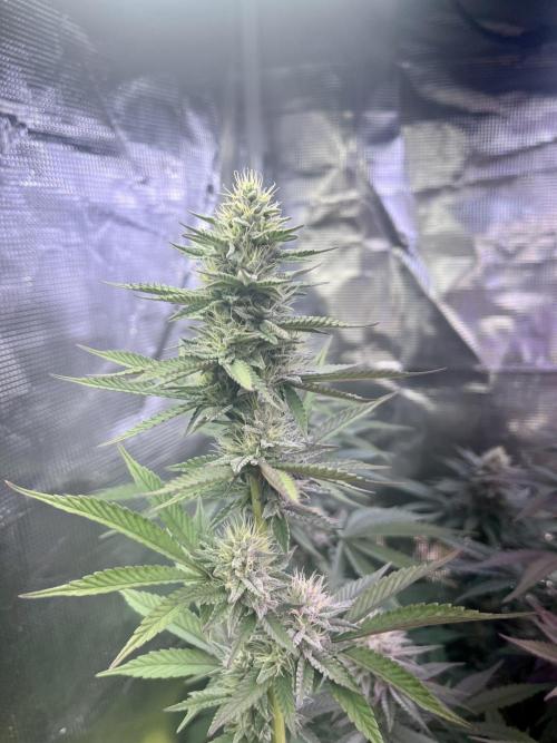 Humboldt PPD . Week 9