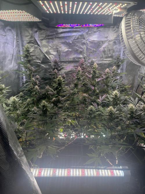 Humboldt PPD . Week 9