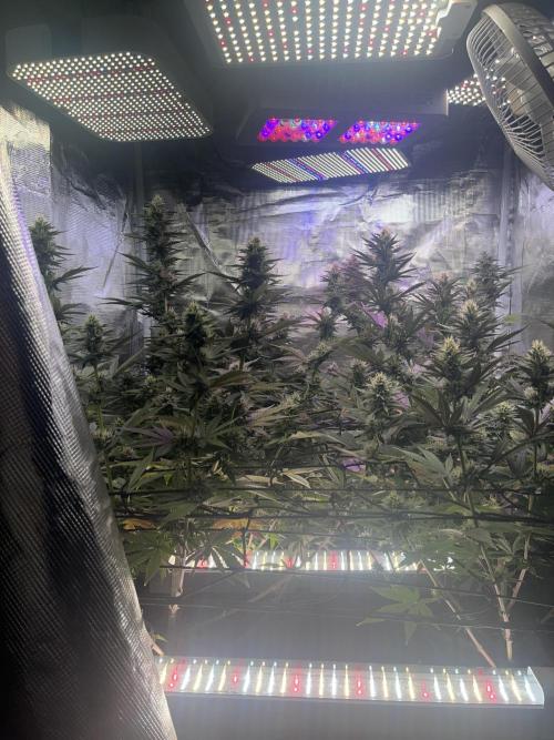 Humboldt PPD . Week 9