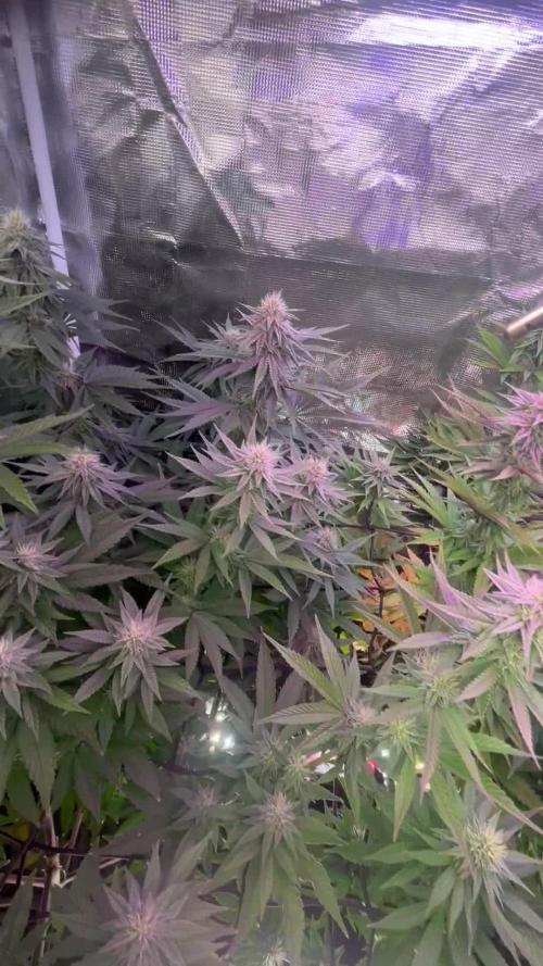 Humboldt PPD 