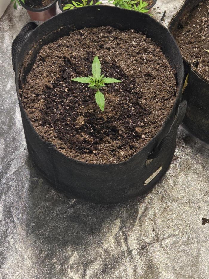 GMO og. Week 2 - A bit of worm tea tonight to really get her moving 