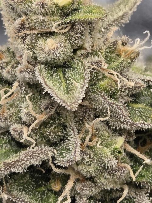 Girl scout cookies auto. Week 8