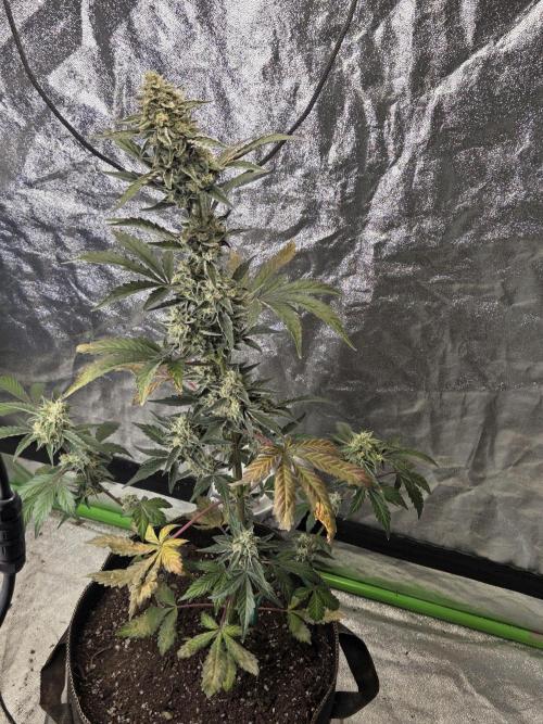 Girl scout cookies auto. Week 8