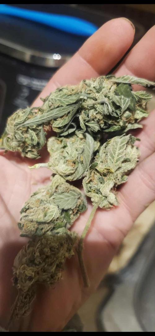 Girl scout cookies auto. Week 9