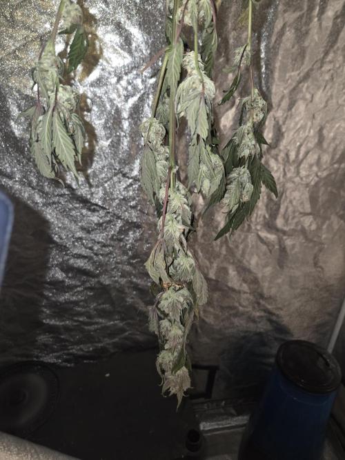 Girl scout cookies auto. Week 9