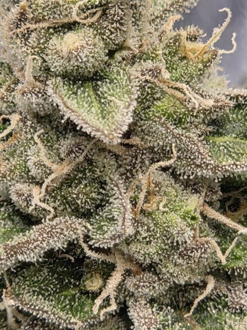 Girl scout cookies auto. Week 9