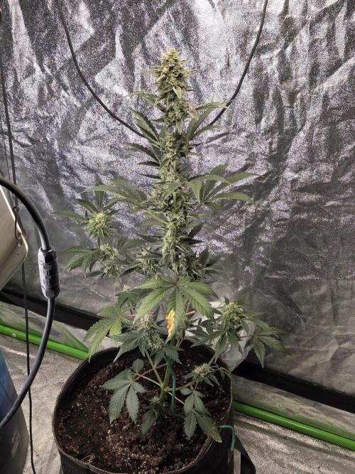 Girl scout cookies auto. Week 9