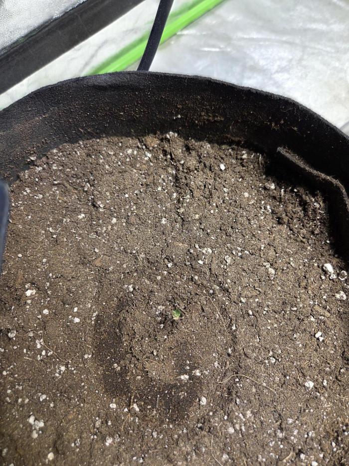 Obsidian drift. Week 0