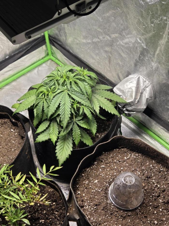 GMO og. Week 5 - Nov 22