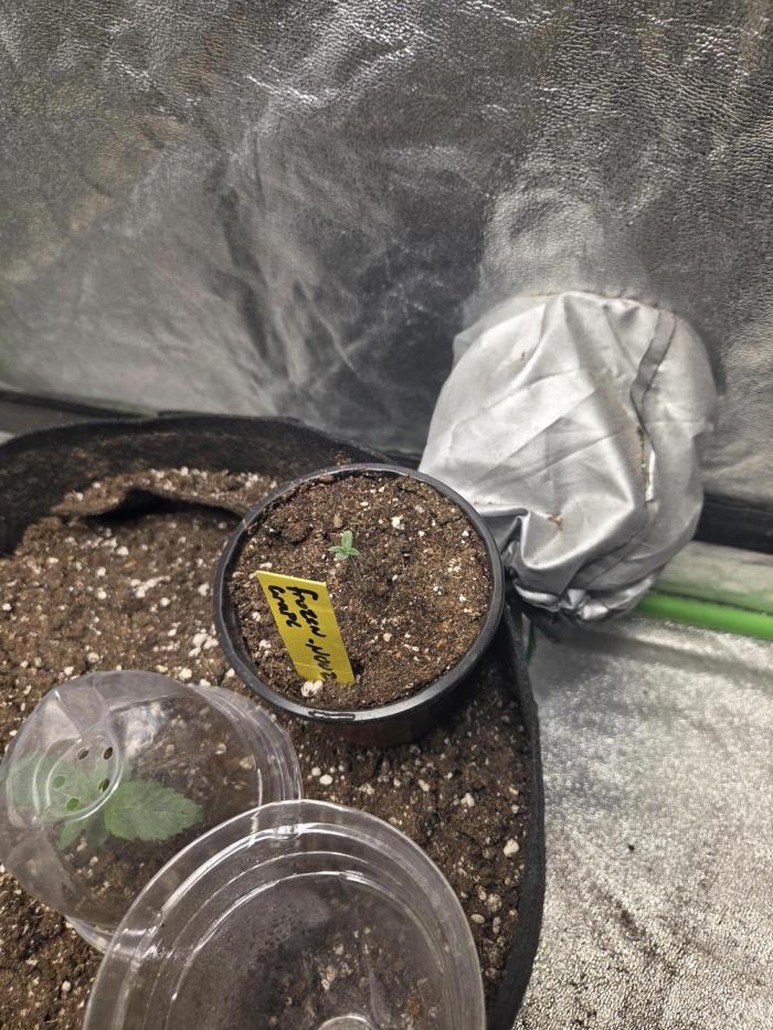 Frozen grapes. Week 0