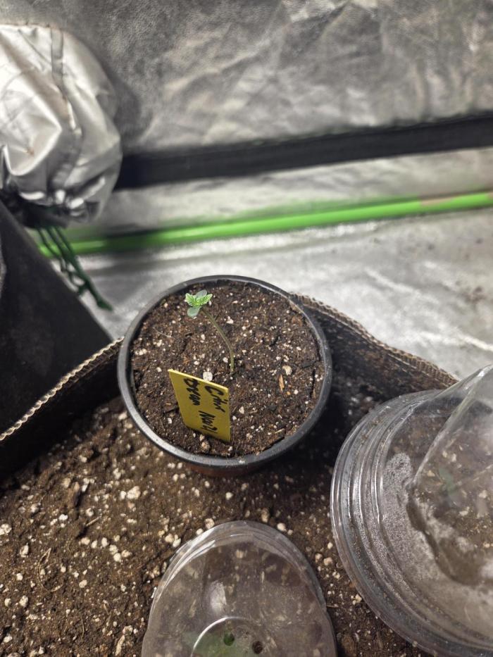 Citrus dream. Week 0