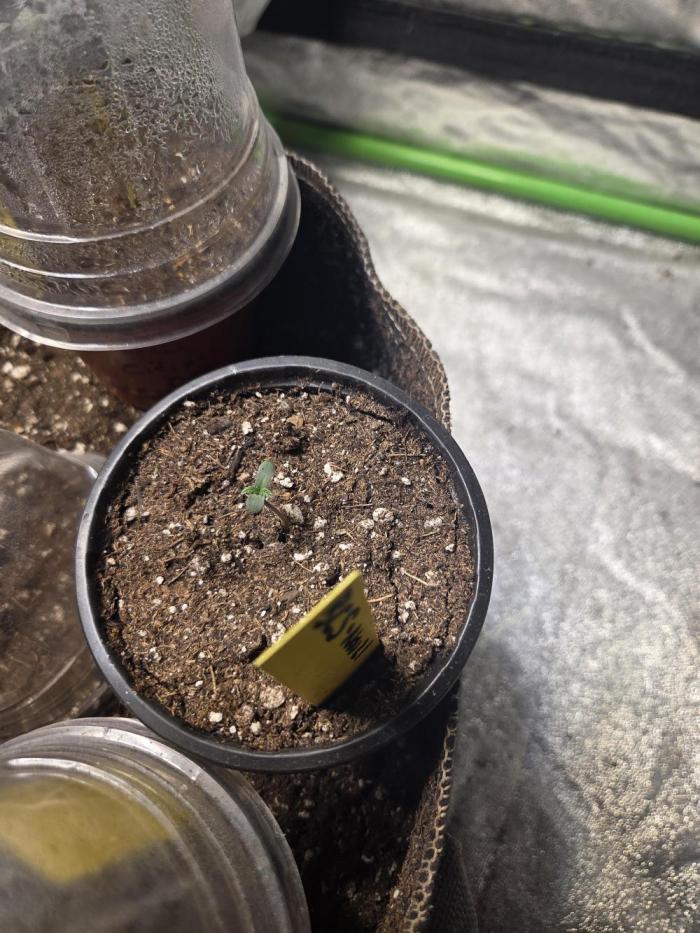 Platinum gorilla dosha. Week 0