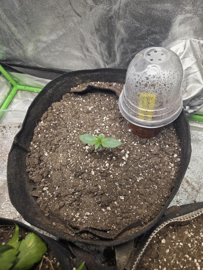 Obsidian drift. Week 1