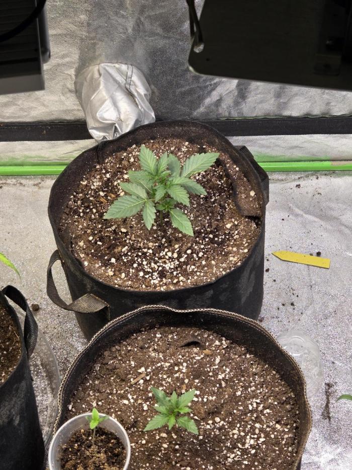 Obsidian drift. Week 2