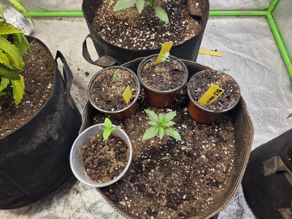 Citrus dream. Week 1