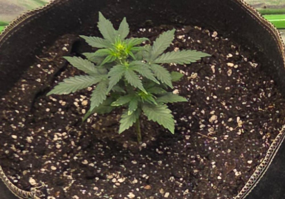 Obsidian drift. Week 4