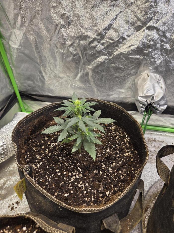 Obsidian drift. Week 6