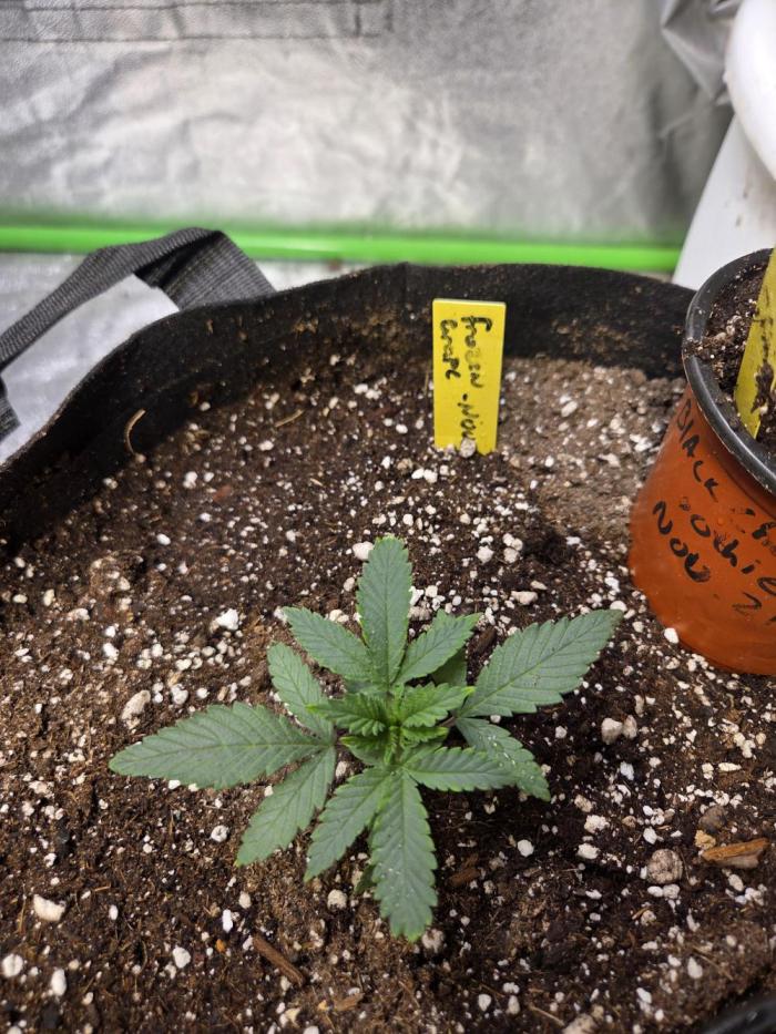 Frozen grapes. Week 3