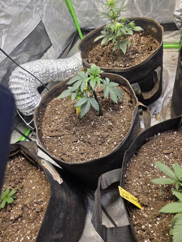 Citrus dream. Week 4