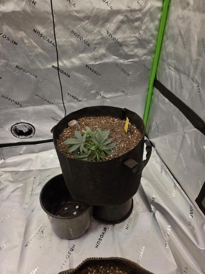 Frozen grapes. Week 5