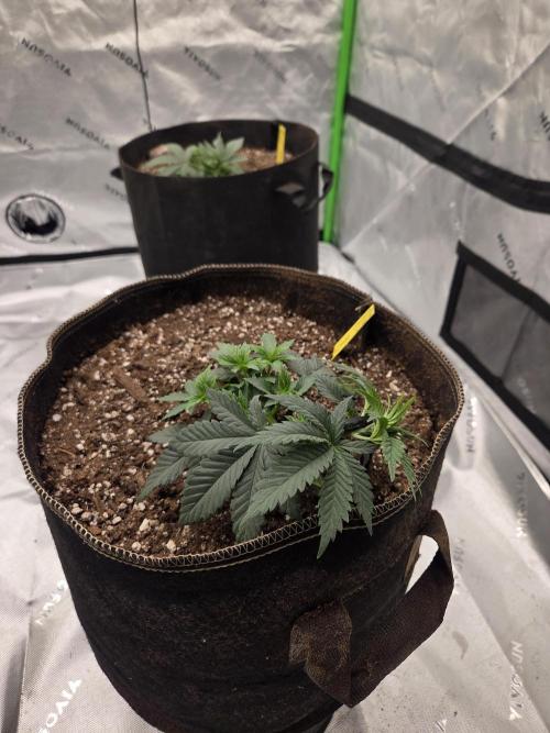 Citrus dream. Week 5