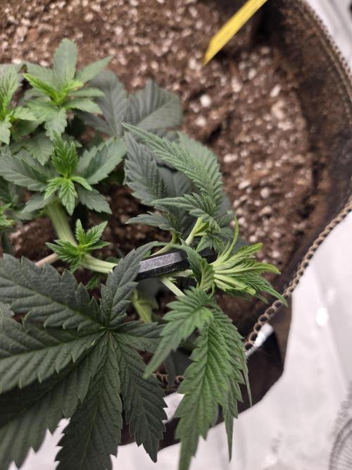 Citrus dream. Week 5