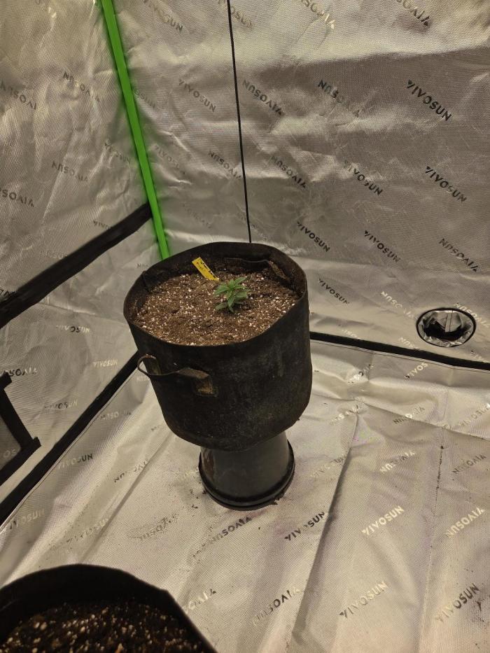 Platinum gorilla dosha. Week 5