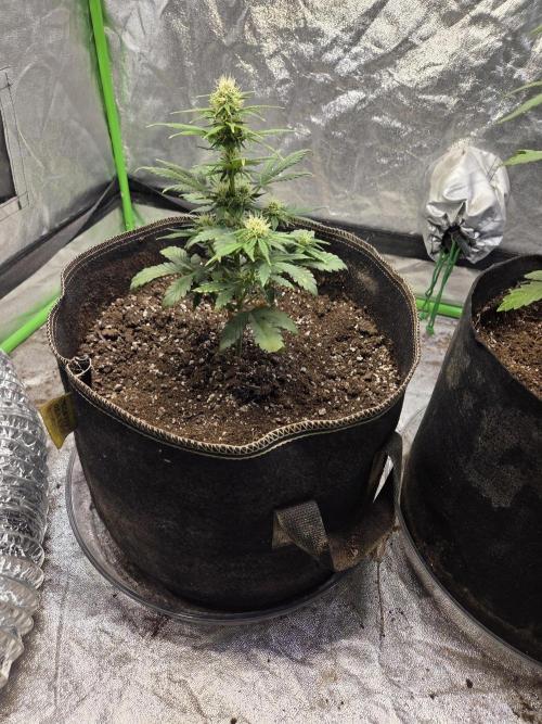 Obsidian drift. Week 8