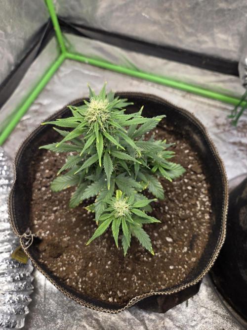 Obsidian drift. Week 8