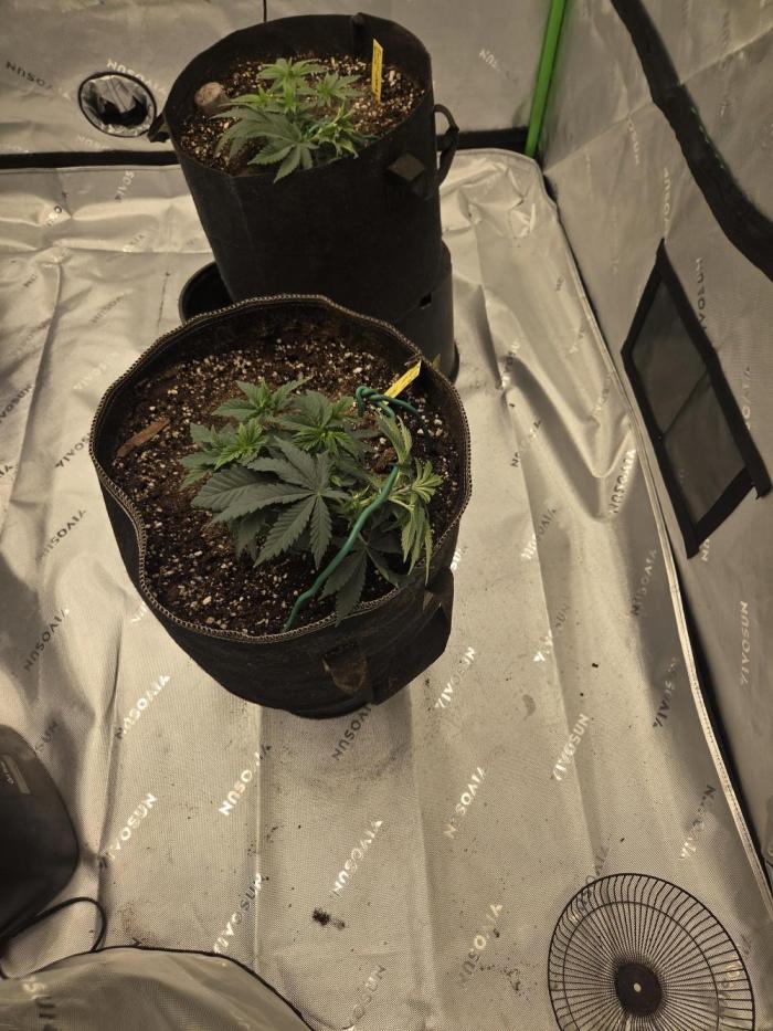 Citrus dream. Week 6