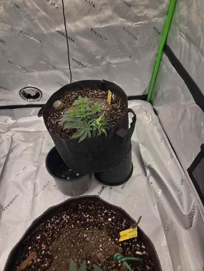 Frozen grapes. Week 6