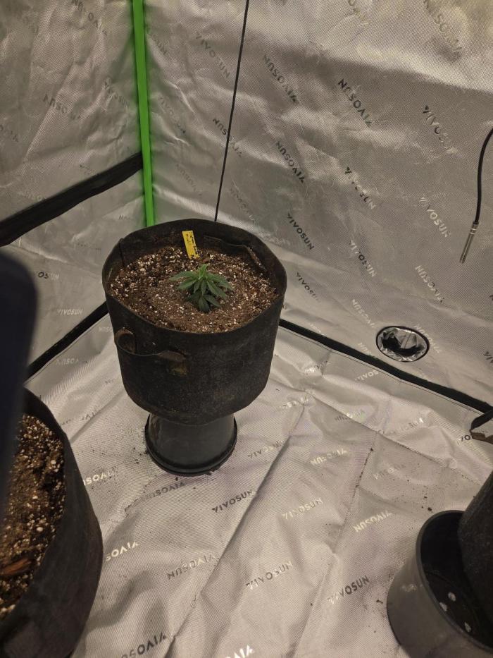 Platinum gorilla dosha. Week 6