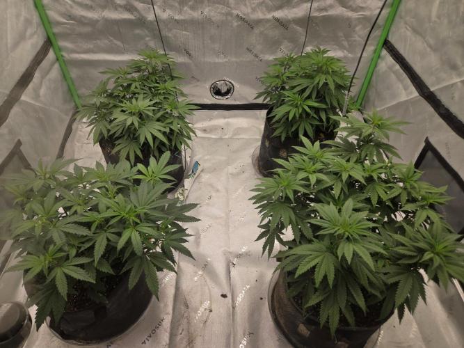 Frozen Grapes. Week 7