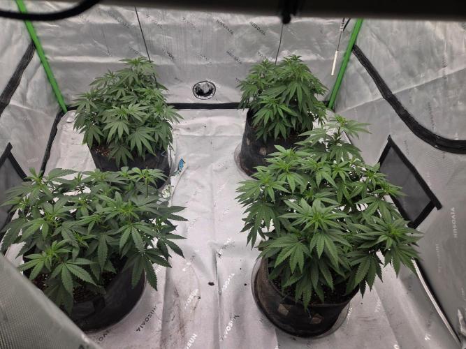 Citrus Dream. Week 7