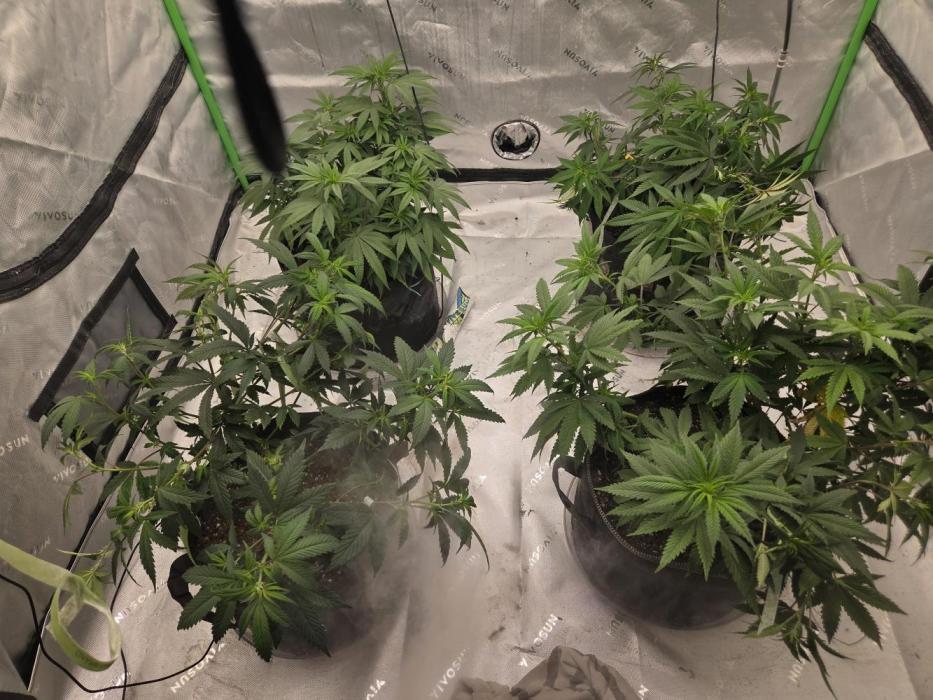 Citrus dream. Week 8